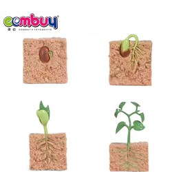 CB957493-CB957495 - Growth cycle